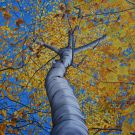 The Birth Tree 42 x 42